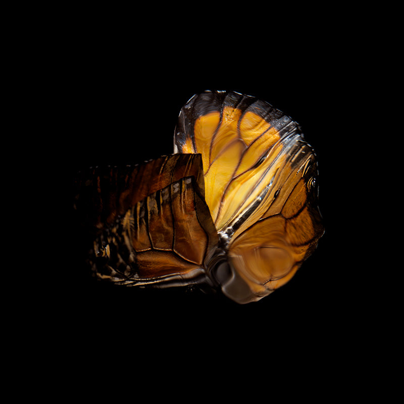 Wing study unfurling underwater with folded wing and butterfly in cool shadow