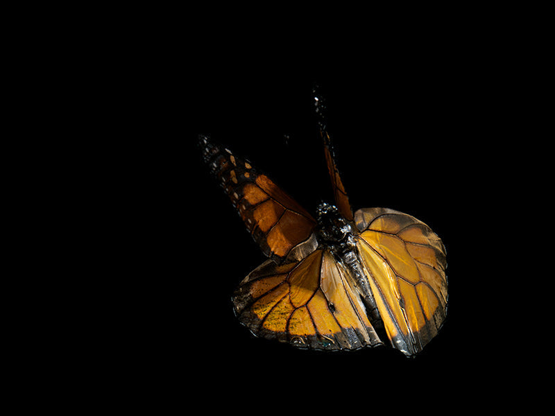 Wing study underwater in hushed light with iridescent scales and wings