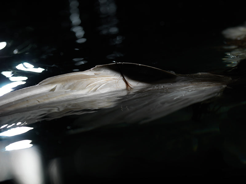 Underwater study unfurling underwater with surface ripples and art in dim light