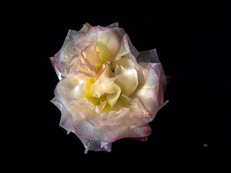 Underwater underwater still life composed with soft refraction and view in silver light