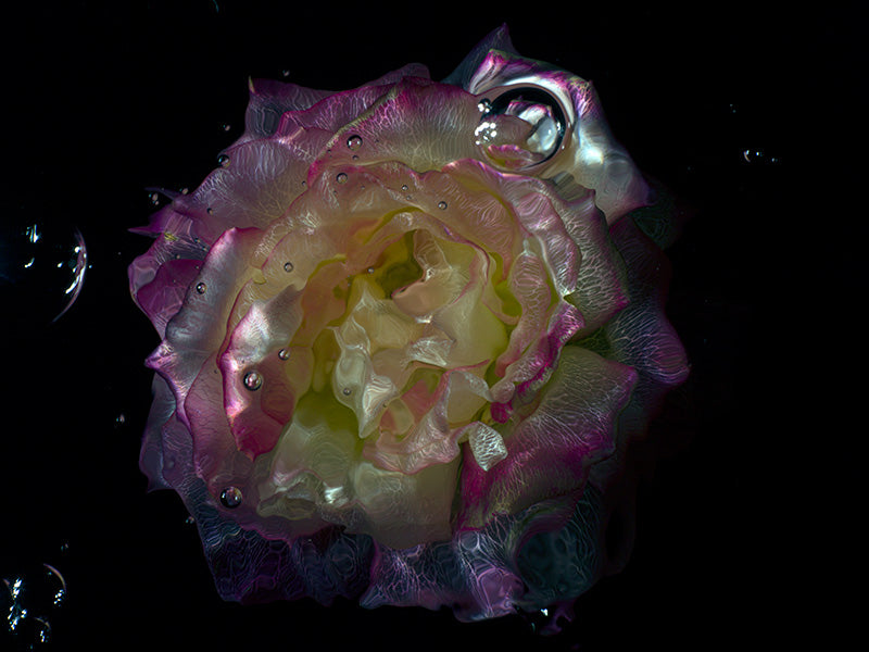 Underwater still life underwater in cool shadow with soft refraction and like