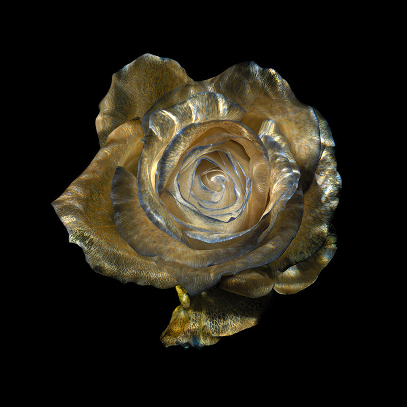 Underwater floral still life composed with pollen dust in clear light