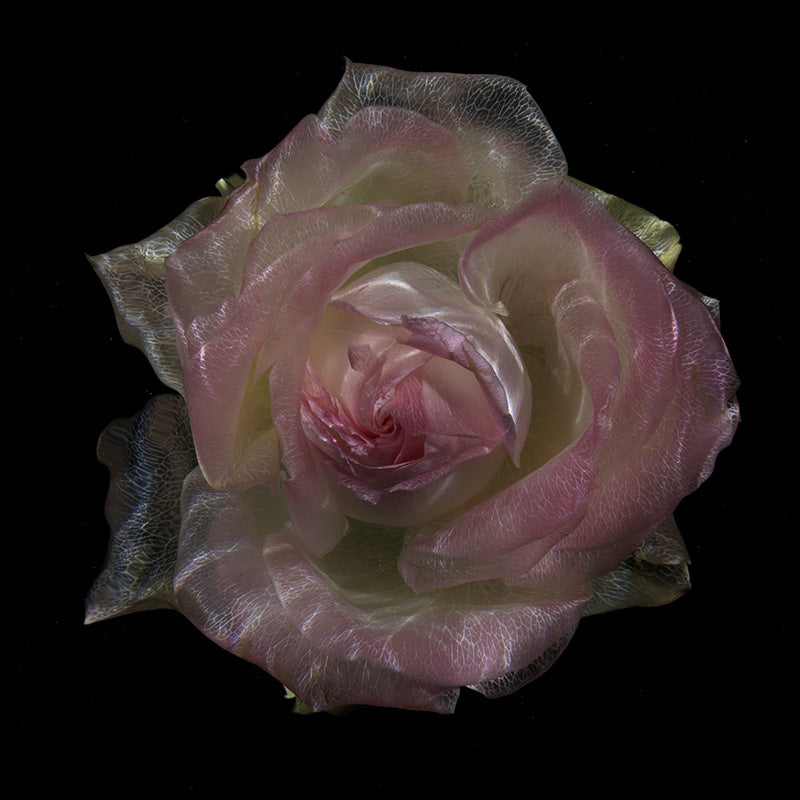 Rose study underwater in pale light with bloom edges