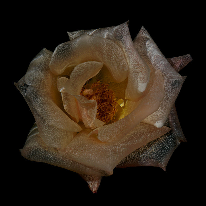 Rose study held underwater with pollen dust and imaging and deep shadow