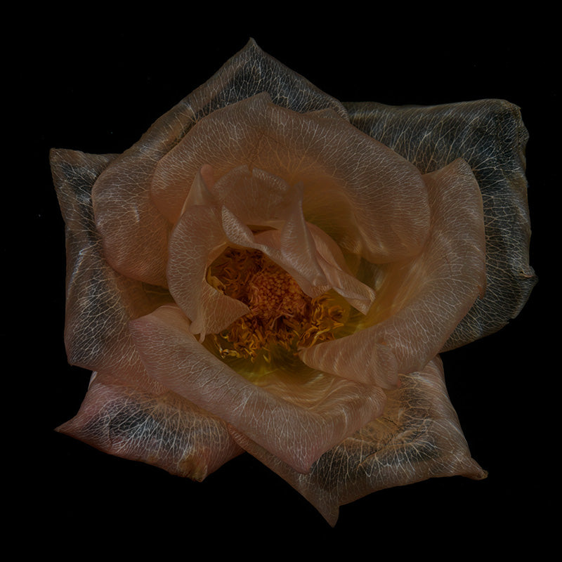 Underwater underwater still life resting with surface ripples and deep shadow