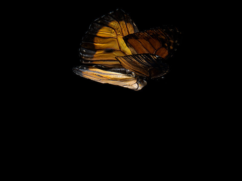 Wing study held underwater with iridescent scales and ballet and deep shadow