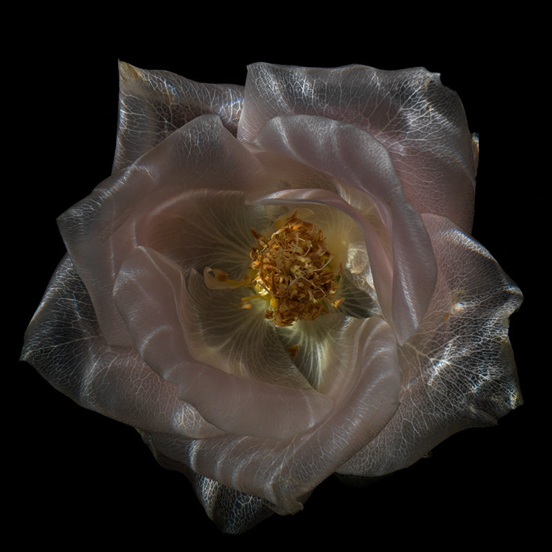 Underwater quiet still life with surface ripples set in soft light