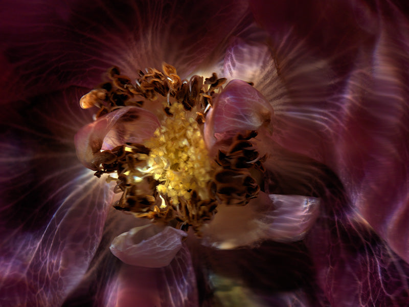 Underwater underwater study glimmering with quiet eddies and hushed light