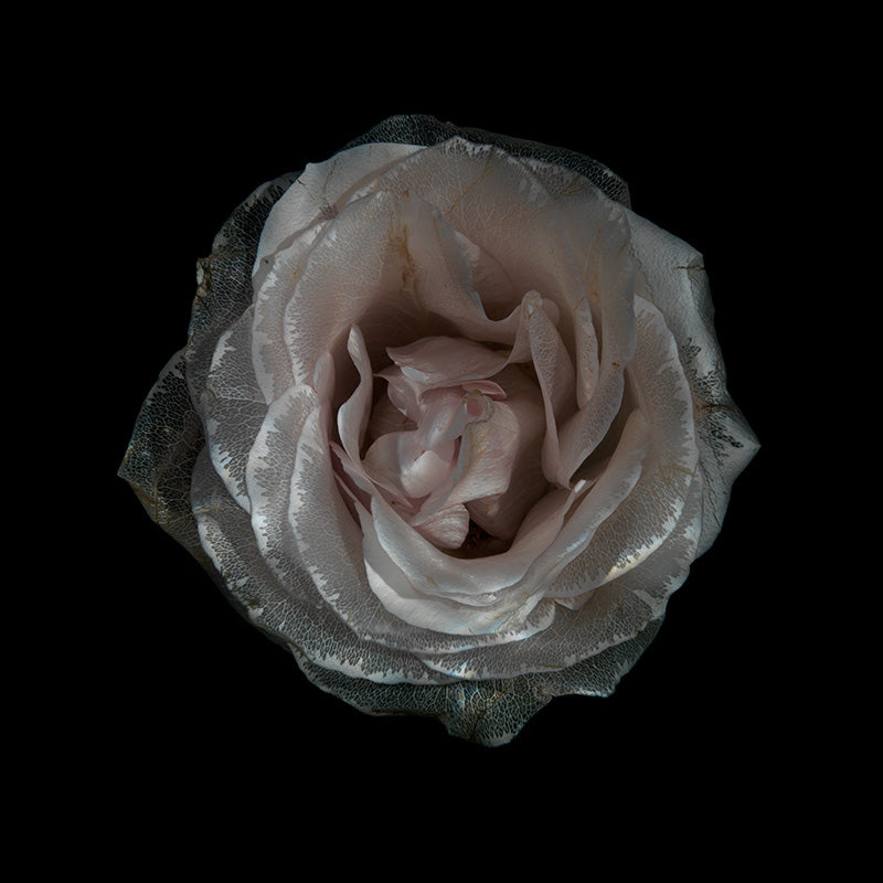 Underwater rose study with drifting petals set in deep shadow