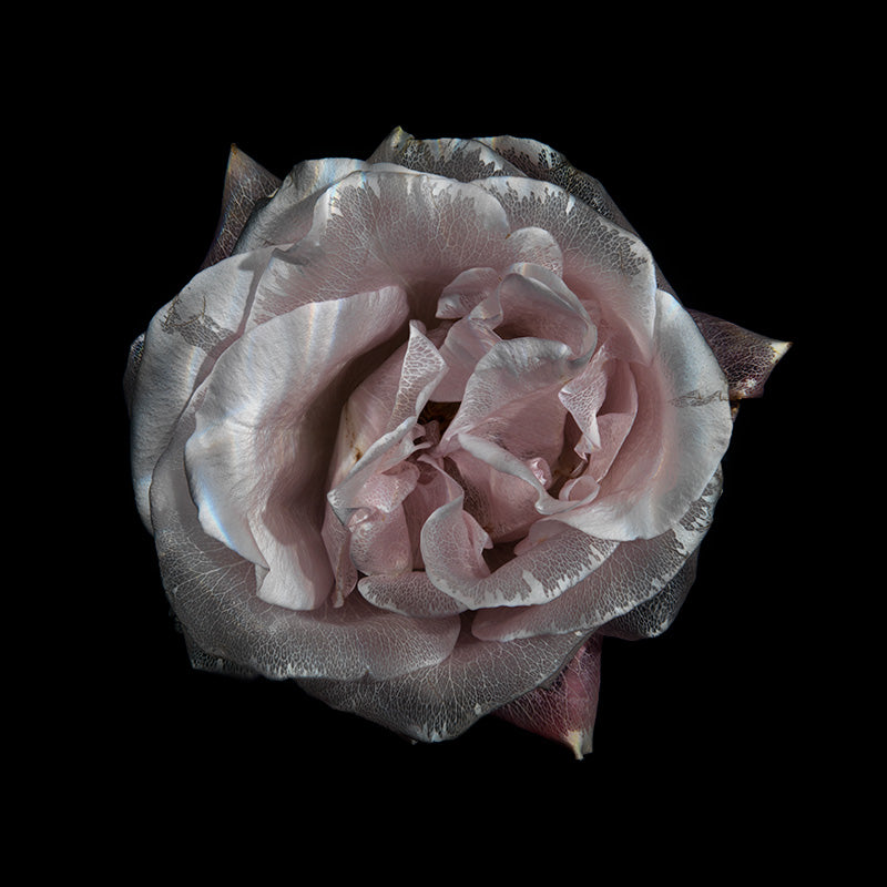 Underwater flower study with pollen dust and flower set in silver light