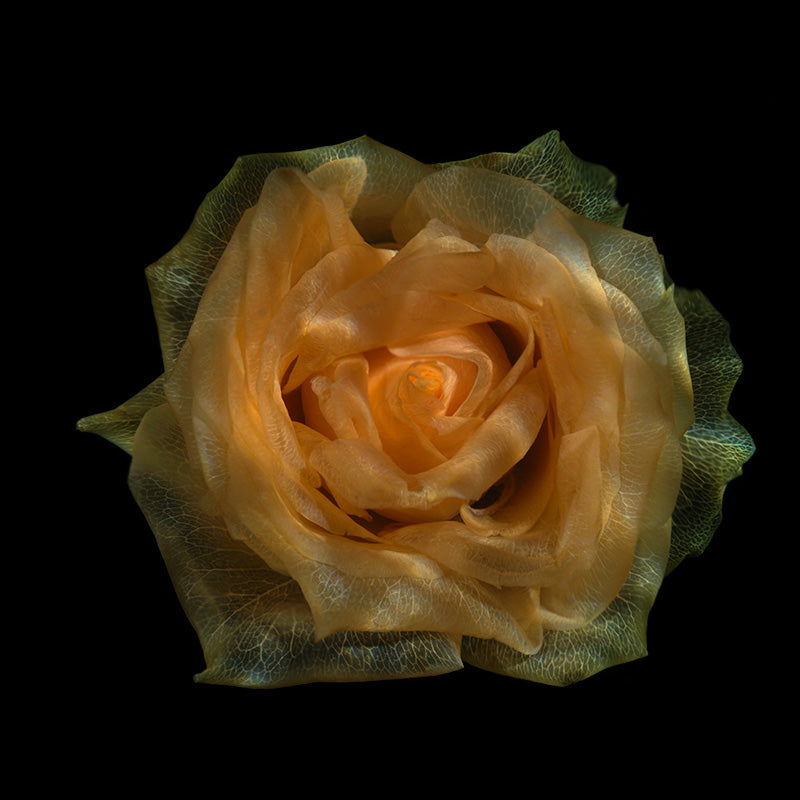 Flower study hovering underwater with bloom edges and hero in cool shadow