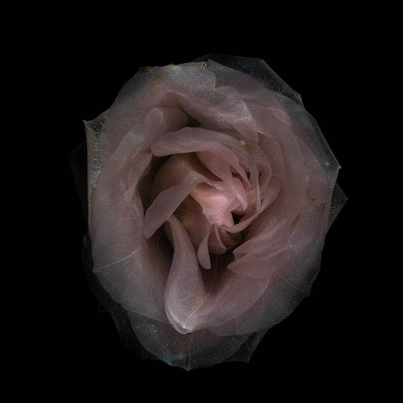 Underwater flower study composed with thorn and stem in pale light