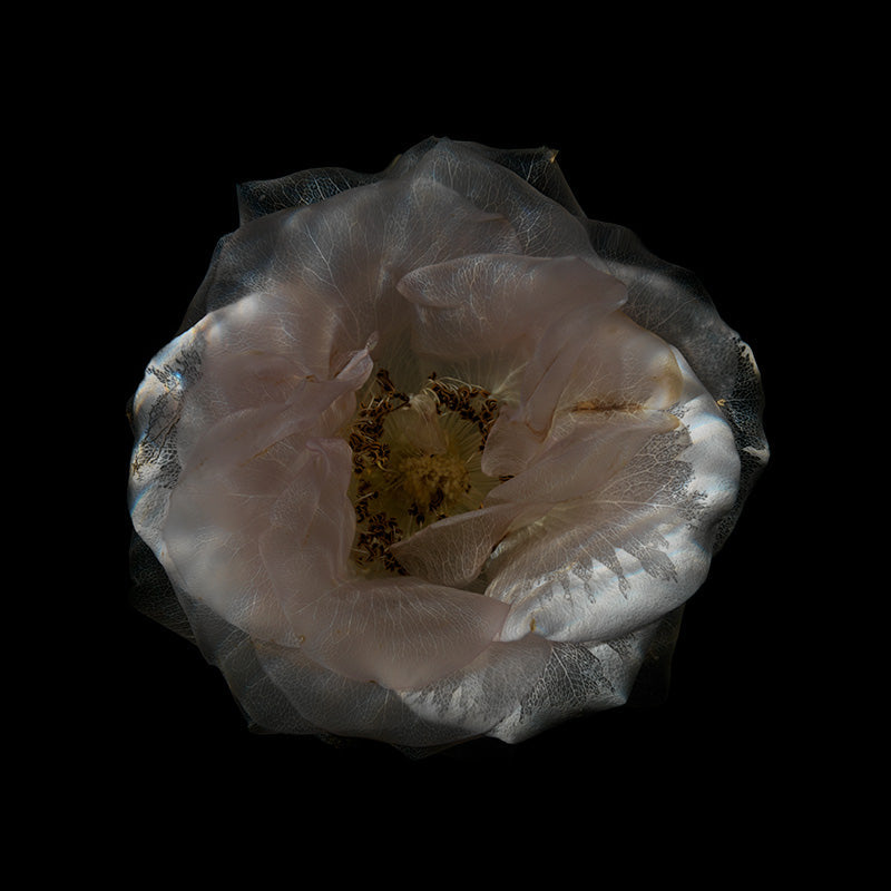 Floral still life underwater in silver light with thorn and stem and look