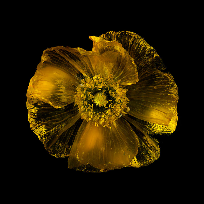 Floral still life underwater in hushed light with bloom edges