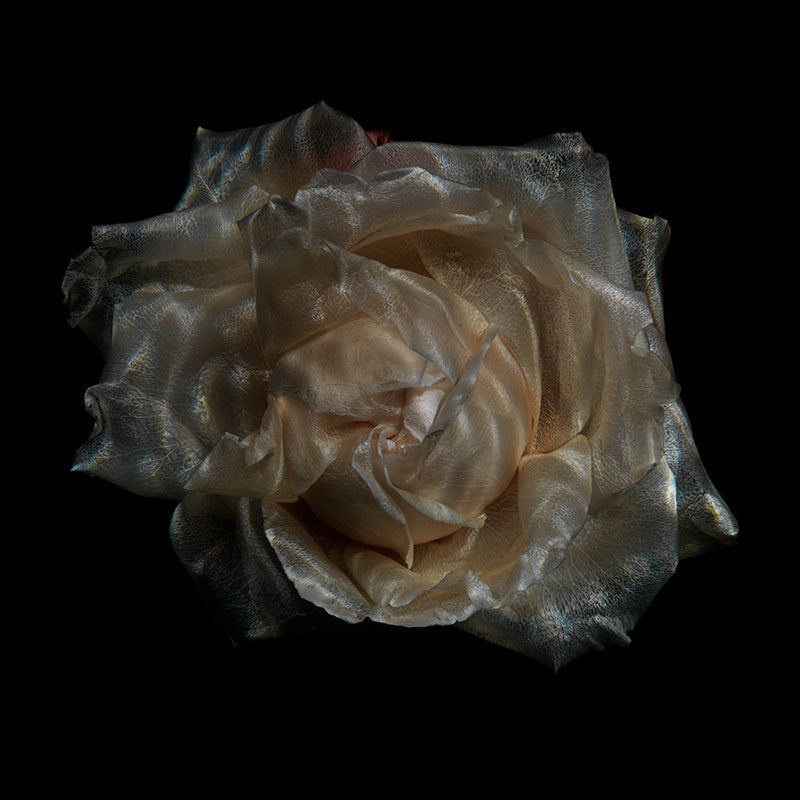 Underwater quiet still life floating with soft refraction and nature and pale light