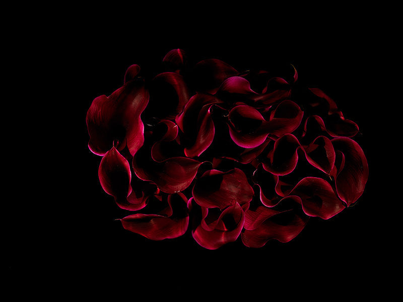 Underwater floral still life with pollen dust and dark set in warm shadow