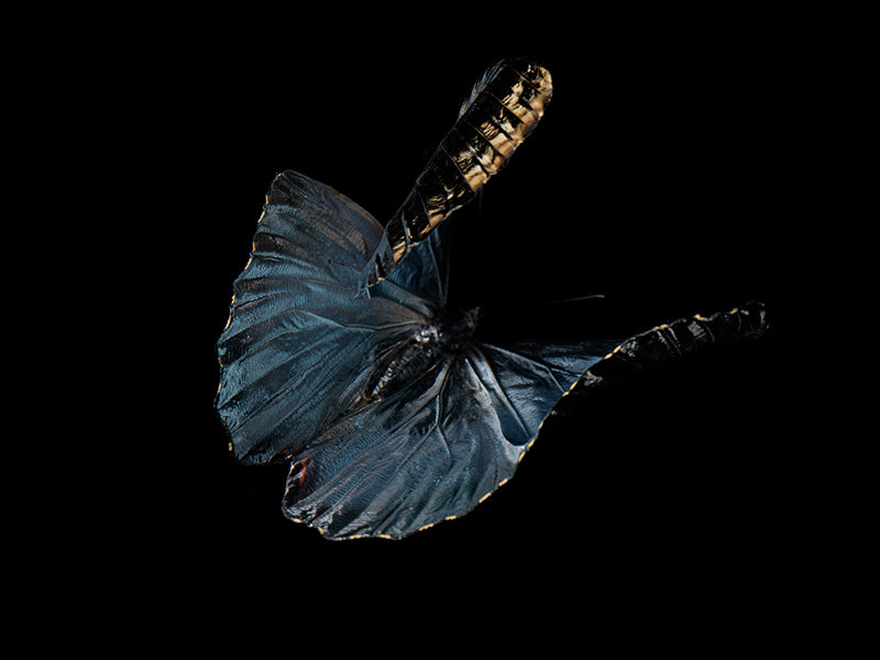Butterfly portrait glimmering underwater with wing veining and eye in warm shadow