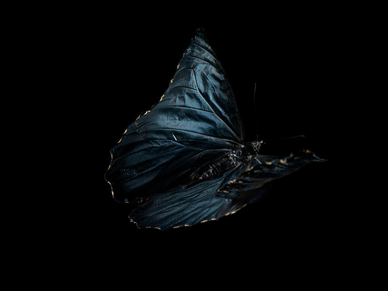 Butterfly study held underwater with antennae detail and warm shadow