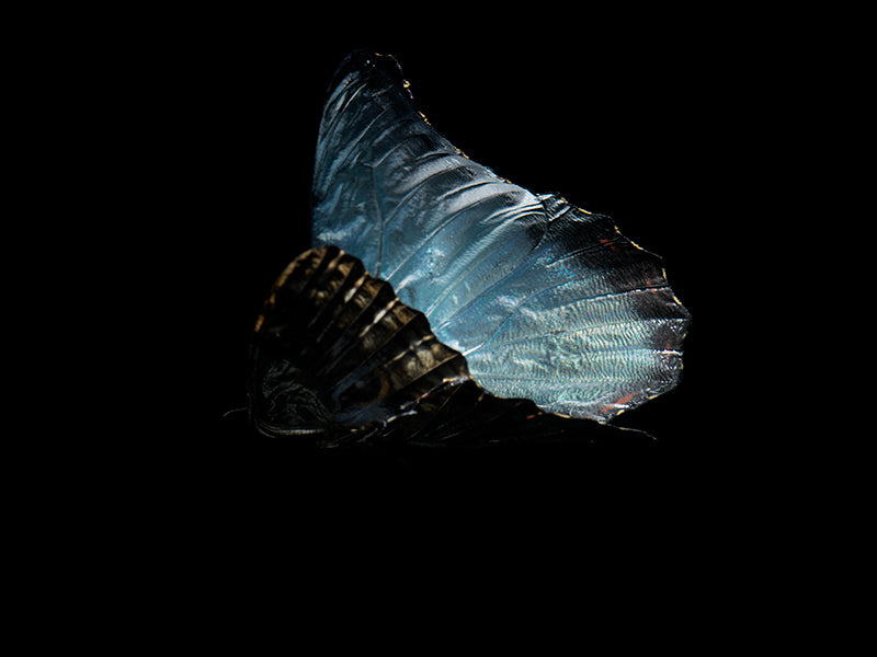 Underwater still life curving underwater with soft refraction in clear light