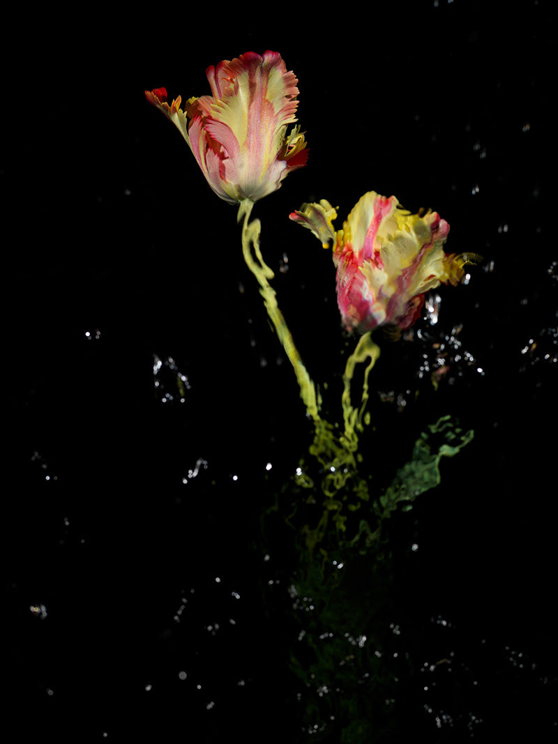 Rose study underwater in silver light with bloom edges and past