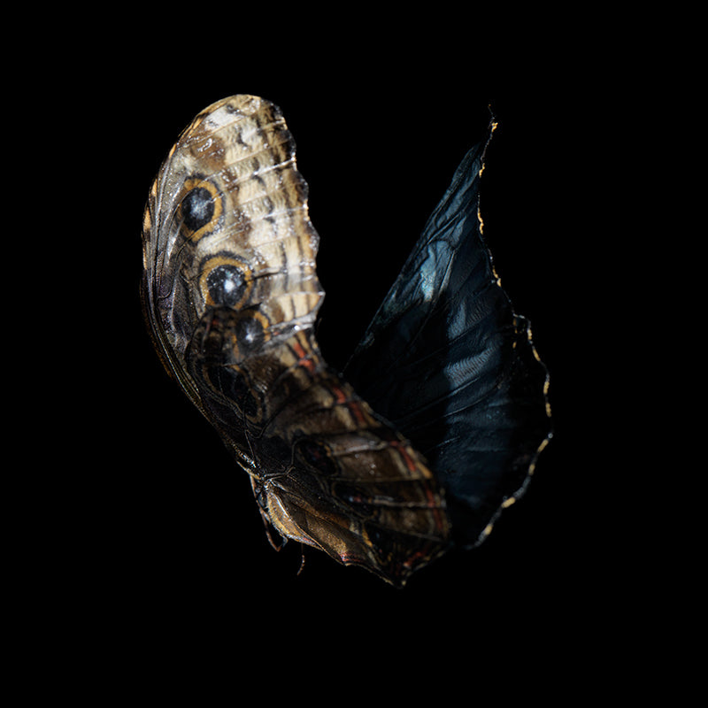 Underwater underwater still life curving with soft refraction and art and deep shadow
