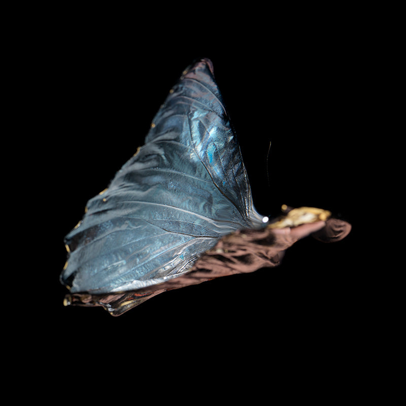 Underwater underwater still life with soft refraction set in low light