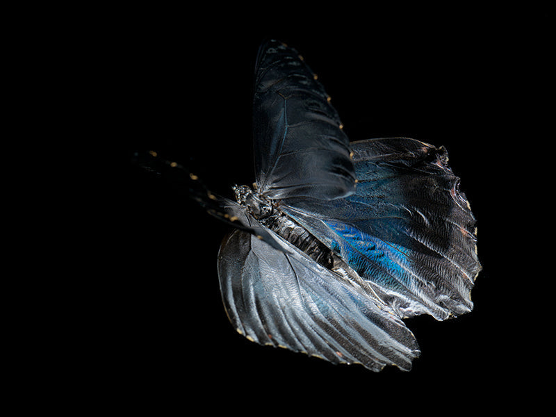 Underwater quiet still life with soft refraction and time set in silver light