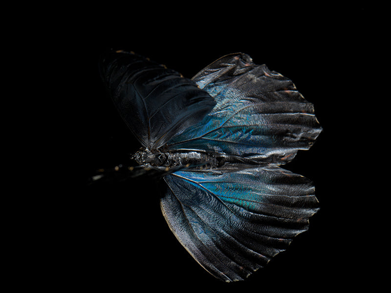 Wing study underwater in hushed light with folded wing