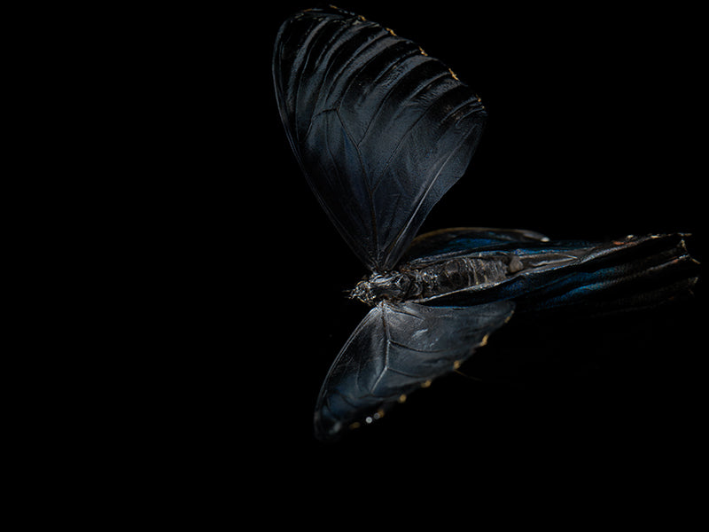 Underwater wing study composed with antennae detail in soft light