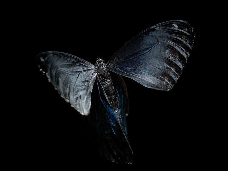 Underwater underwater study composed with soft refraction in clear light