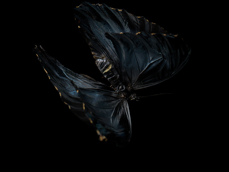 Underwater underwater still life floating with surface ripples and silver light