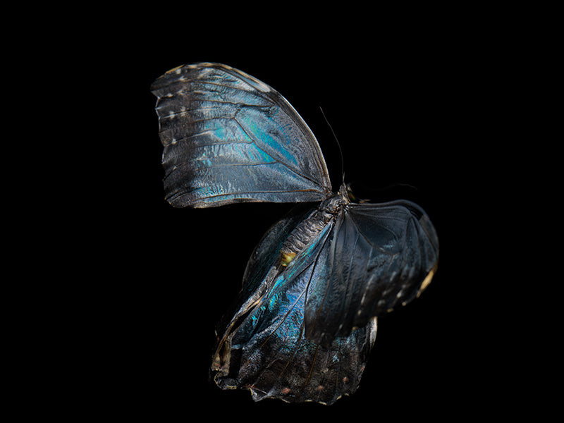 Wing study curving underwater with iridescent scales and watercolor in dim light