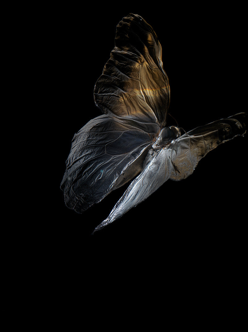 Butterfly study underwater in low light with folded wing