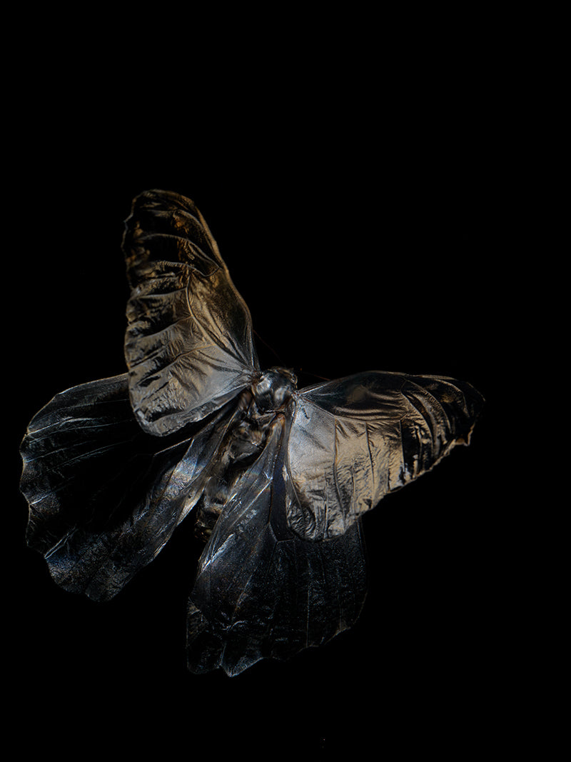 Butterfly study rising underwater with antennae detail and art in hushed light