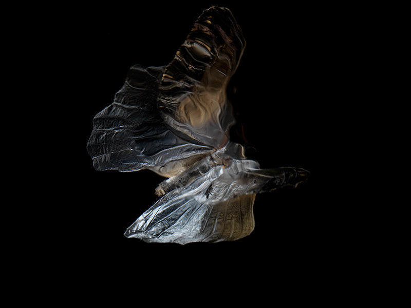 Butterfly portrait resting underwater with iridescent scales in low light