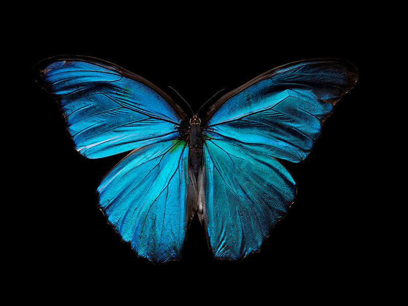 Butterfly study held underwater with antennae detail and pale light