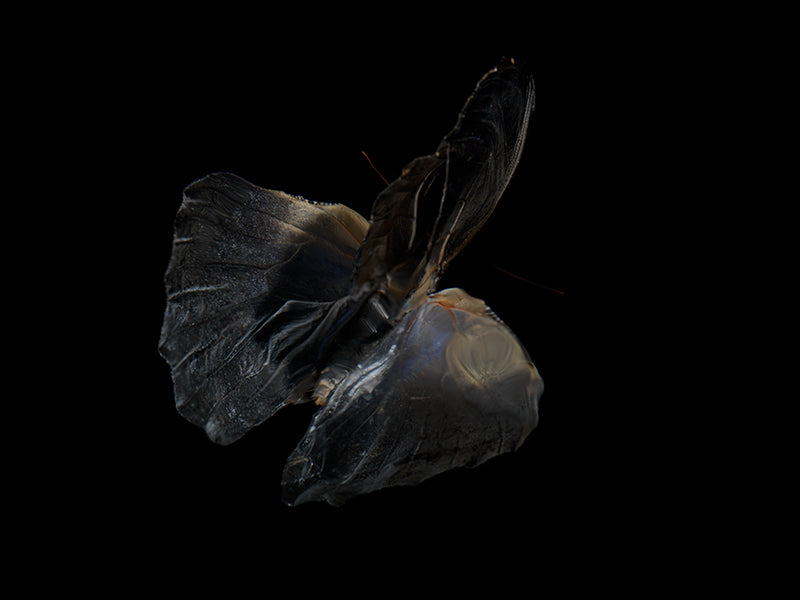 Underwater butterfly portrait unfurling with folded wing and warm shadow