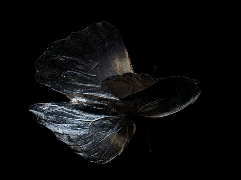 Underwater butterfly study with antennae detail set in dim light
