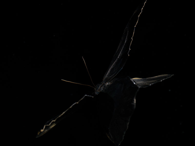 Underwater butterfly study curving with iridescent scales and butterfly and pale light