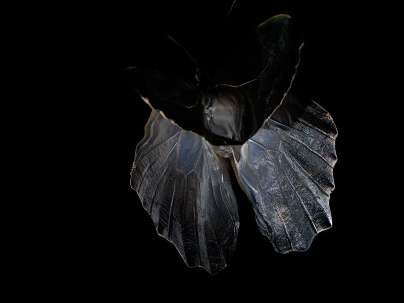 Underwater butterfly study glimmering with iridescent scales and work and clear light
