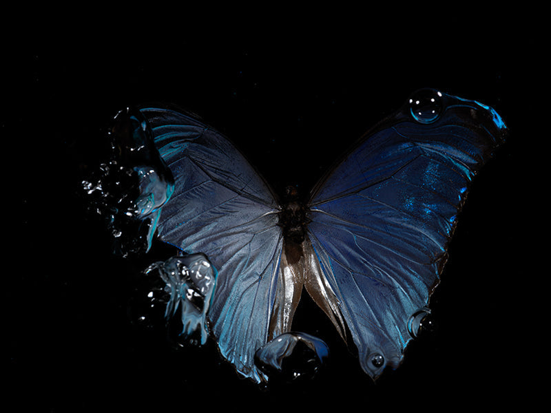 Butterfly portrait held underwater with antennae detail and blue and warm shadow
