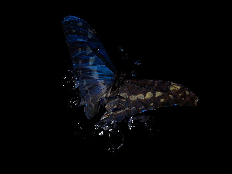 Quiet still life underwater in deep shadow with soft refraction and new