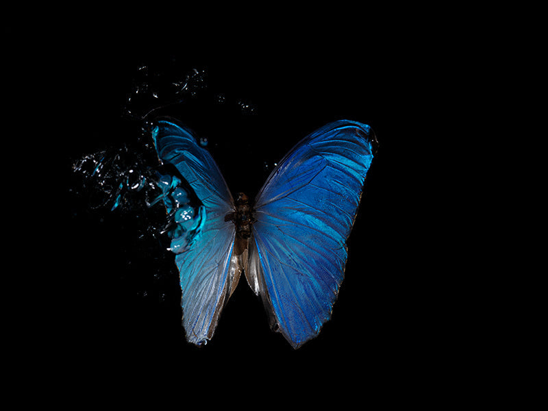 Butterfly portrait drifting underwater with wing veining and morpho in pale light