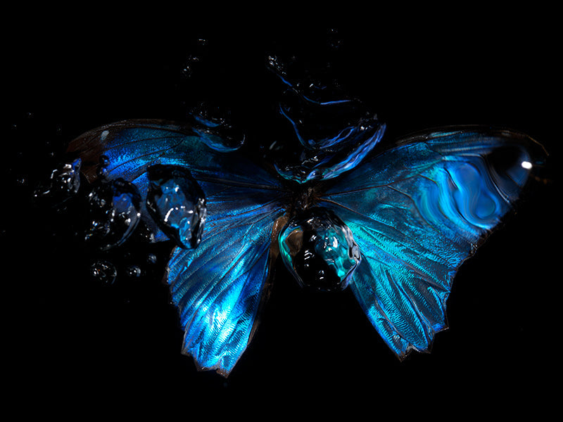 Underwater butterfly study curving with wing veining and low light
