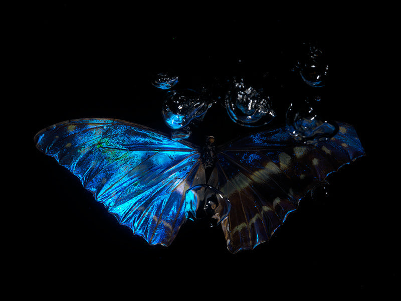 Underwater quiet still life composed with soft refraction and unrepeatable in pale light