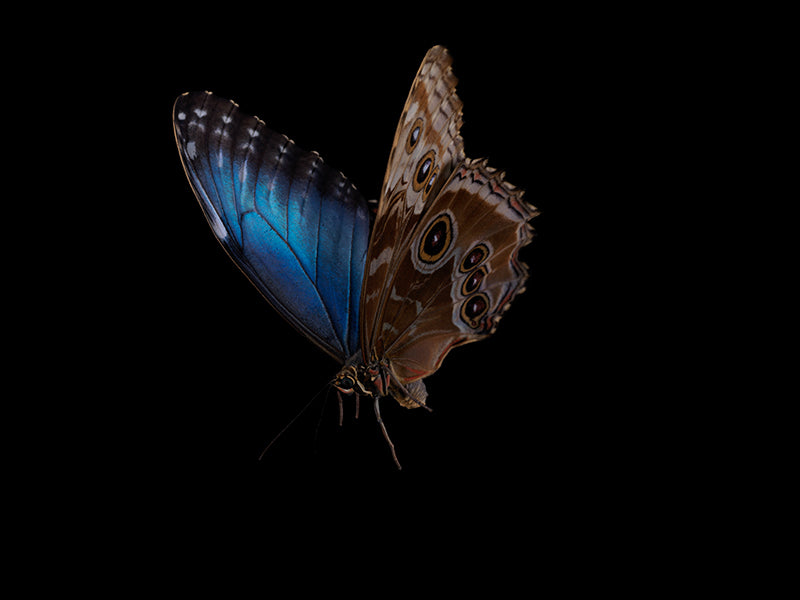 Underwater butterfly portrait resting with iridescent scales and warm shadow