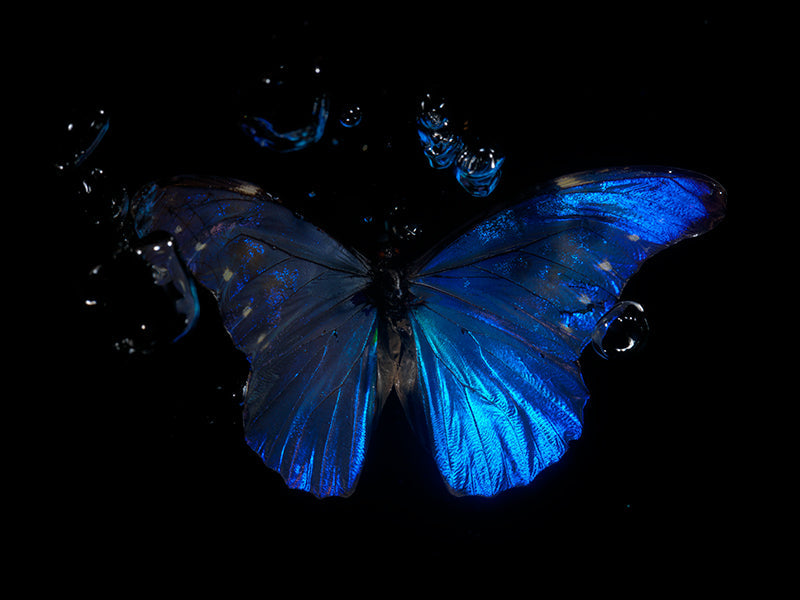 Underwater underwater study with soft refraction and ebbs set in cool shadow