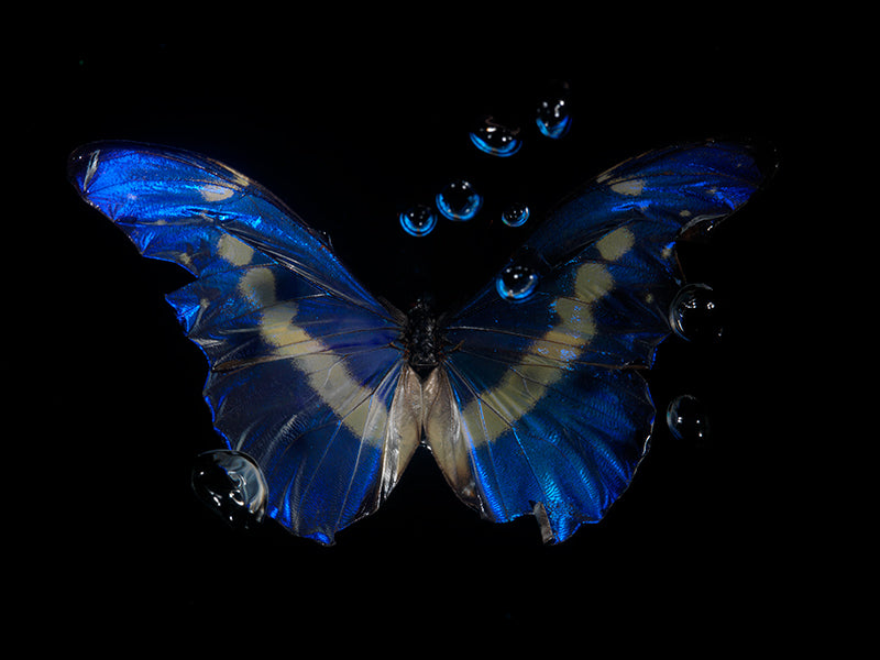 Underwater butterfly portrait with antennae detail set in clear light