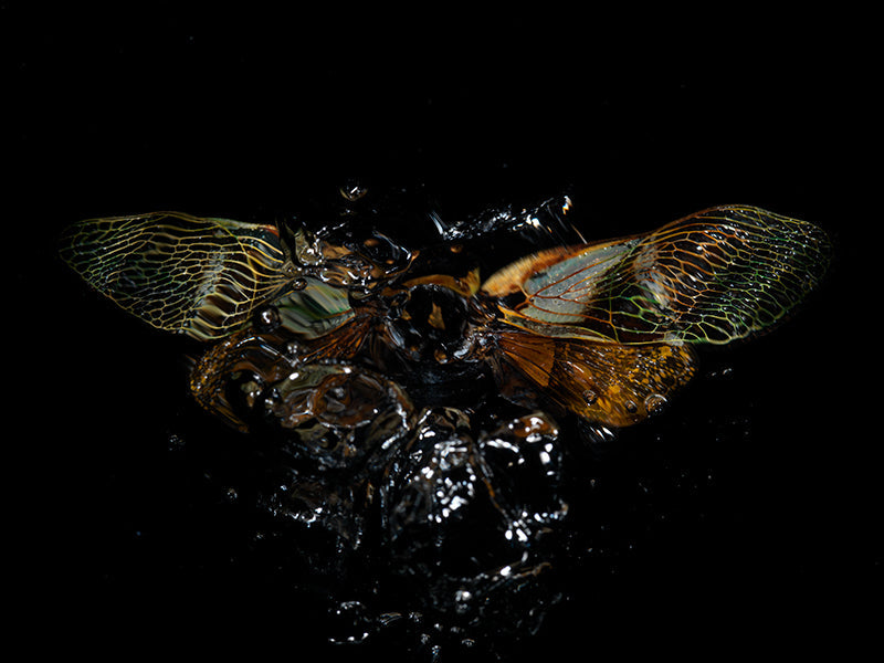 Underwater still life underwater in low light with surface ripples and chronicle