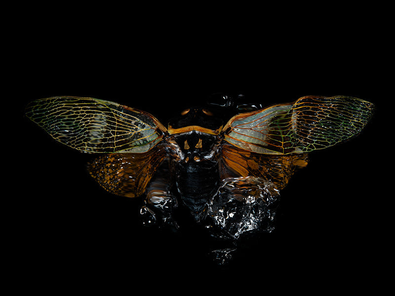 Underwater underwater study composed with soft refraction and beetle in deep shadow